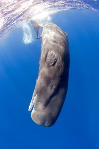 Pot Whale Prints: Young Sperm whale (Physeter macrocephalus) with erect penis Dominica