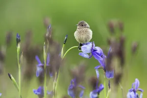 Iridaceae Prints: Young Stonechat (Saxicola torquatus) sitting on Siberian iris (Iris sibirica) Eastern Slovakia