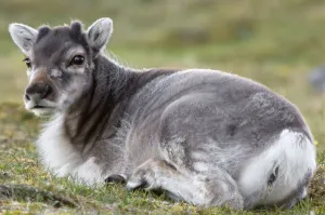 Cervids Prints: Young Svalbard reindeer (Fratercula arctica) lying on ground, Svalbard, Norway, July 2008