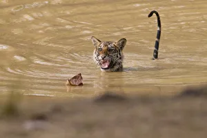Young Tigress (Panthera tigris), 22 month, being frightened by a dead leaf