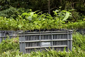 Colombia Prints: Young trees of Caoba (Swietenia macrophylla) in crate