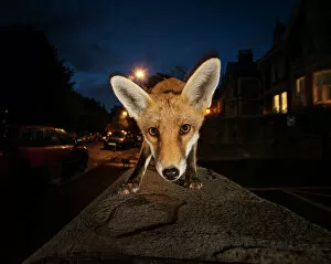 Night Gallery: Young urban Red fox (Vulpes vulpes). Bristol, UK. August