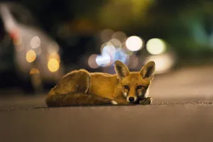 Young urban Red fox (Vulpes vulpes) lying in road with street lights behind. Bristol