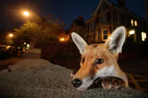 Young urban Red fox (Vulpes vulpes) poking its head up over a wall. Bristol, UK, August