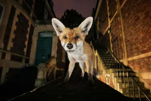 Young urban Red fox (Vulpes vulpes) standing on a wall at night. Bristol, UK, September