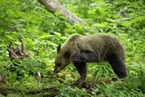 June Prints: Young Ussuri brown bear (Ursus arctos lasiotus) female scratching ear with front paw in forest