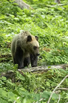 June Prints: Young Ussuri brown bear (Ursus arctos lasiotus) female standing with front paws on stick in forest