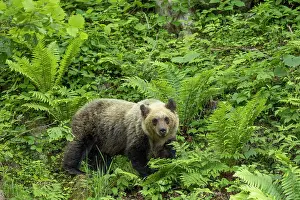 June Prints: Young Ussuri brown bear (Ursus arctos lasiotus) female walking through ferns