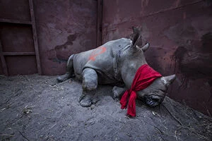 2018 Competition Winners Gallery: Young White rhinoceros (Ceratotherium simum) in a reinforced steel boma, blindfolded