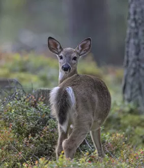 Young White-tailed deer (Odocoileus virginianus), alert, looking back towards photographer, Finland. September