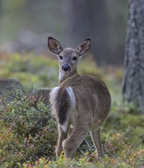 Images Dated 28th February 2022: Young White-tailed deer (Odocoileus virginianus), alert, looking back towards photographer