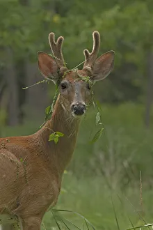 Young White tailed deer (Odocoileus virginianus) buck in velvet with plants caught in antlers