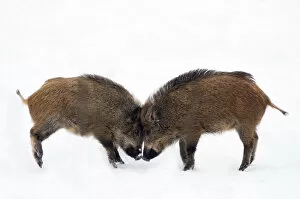 Two young Wild Boar (Sus scrofa) play fighting in snow. The Netherlands, January