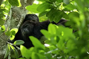 Atelidae Prints: Two Yucatan black howler monkeys (Alouatta pigra) resting in tree