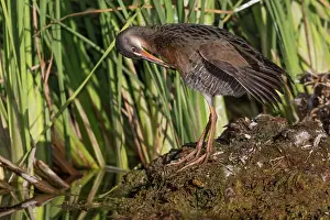 Grooming Prints: Yuma Ridgway's rail (Rallus obsoletus yumanensis) preening at water's edge among reeds