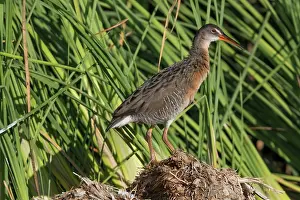 Reedbed Prints: Yuma Ridgway's rail (Rallus obsoletus yumanensis) standing among reeds