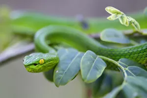 Images Dated 4th October 2017: Yunnan bamboo pitviper (Trimeresurus stejnegerii yunnanensis) camouflaged amongst leaves