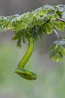 Images Dated 4th October 2017: Yunnan bamboo pitviper (Trimeresurus stejnegerii yunnanensis) hanging from branch