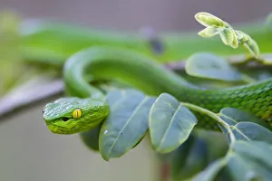 Yunnan Province Prints: Yunnan bamboo pitviper (Trimeresurus stejnegerii yunnanensis) camouflaged amongst leaves