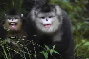 Yunnan Province Prints: Yunnan, or Black Snub-nosed monkeys (Rhinopithecus bieti) adult and young