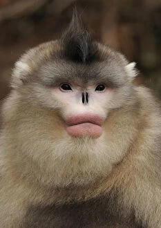Images Dated 25th April 2012: Yunnan Snub-nosed monkey, (Rhinopithecus bieti) portrait, Ta Chen NP, Yunnan province