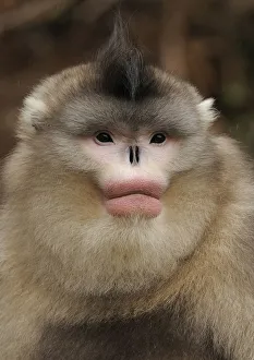 Yunnan Snub-nosed monkey, (Rhinopithecus bieti) portrait, Ta Chen NP, Yunnan province