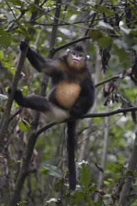 Yunnan Province Prints: Yunnan snub-nosed monkey (Rhinopithecus bieti) sitting in a tree at Ta Cheng Nature Reserve