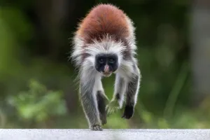 Tanzania Prints: Zanzibar red colobus monkey (Procolobus kirkii) crossing the main road through the Reserve