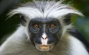 Hairstyle Prints: Zanzibar Red Colobus (Procolobus kirkii) head portrait, Jozani Chwaka Bay NP, Zanzibar