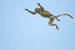 Zanzibar Red Colobus (Procolobus kirkii) jumping through the air, Jozani Chwaka Bay NP