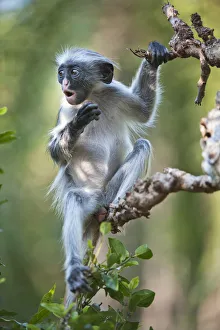Zanzibar Red Colobus (Procolobus kirkii) juvenile, sitting in tree calling, Jozani Chwaka Bay NP Zanzibar Red Colobus (Procolobus kirkii) juvenile, sitting in tree calling, Jozani Chwaka Bay NP