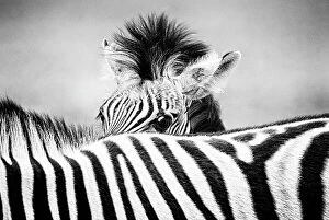 Images Dated 9th June 2011: Zebra (Equus quagga) foal peering over its mother's striped back. Monochrome
