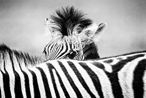 Juvenile Prints: Zebra (Equus quagga) foal peering over its mother's striped back