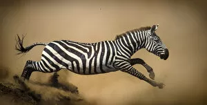 Zebra (Equus quagga) leaping during stampede, Serengeti, Tanzania. Vignette added