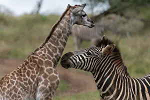 Giraffe Prints: Zebra (Equus sp.) investigating a Giraffe (Giraffa camelopardalis) newborn calf