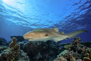 Maldive Islands Prints: Zebra / leopard shark (Stegostoma fasciatum) swimming over the reef, Vaavu atoll