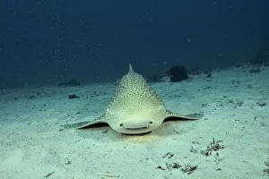 Zebra / Leopard shark (Stegostoma varium) swimming away from the bottom, New Caledonia
