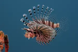 Scorpionfish Prints: Zebra Lionfish (Dendrochirus zebra) portrait, Bali, Pacific Ocean