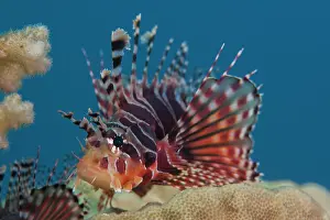 Scorpionfish Prints: Zebra lionfish (Dendrochirus zebra) portrait, Milne Bay, Papua New Guinea, Pacific Ocean