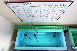 Misool Prints: Three Zebra shark (Stegostoma varium) juveniles being raised in captivity