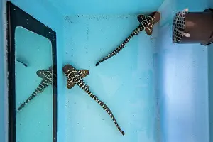 Misool Prints: Two Zebra shark (Stegostoma varium) juveniles being raised in captivity