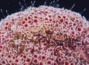 Parasites Prints: Zebra / Urchin Crab {Zebrida adamsii} pair parasitic on Sea urchin {Toxopneustes pileolus} Wakayama