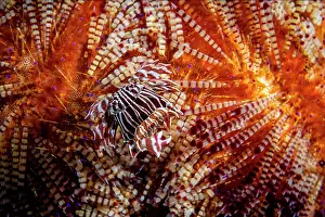 Camouflage Prints: Zebra urchin crab (Zebrida adamsii) sheltering on a Fire urchin (Asthenosoma varium)