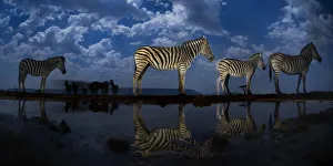 Zebra at waterhole at night, Mkuze, South Africa Third place in the Nature Portfolio