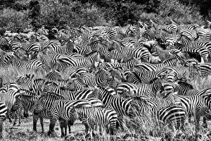 Migration Collection: Zebras (Equus burchelli) herd during the Great Migration, Masai Mara National Park, Kenya. July
