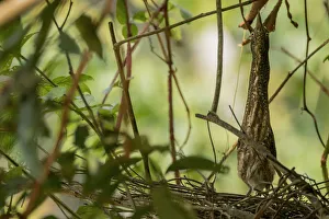 Zigzag Heron (Zebrilus undulatus) camouflaged in branches while nesting. Yasuni National Park