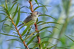 Netherlands Prints: Zitting cisticola (Cisticola juncidis) perched in bush, Zeeland, Netherlands. August
